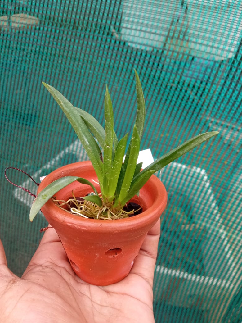 Tolumnia ‘Jairak Rainbow Yellow’ × Gold – Rare Mini Orchid Plant | OrchidZone