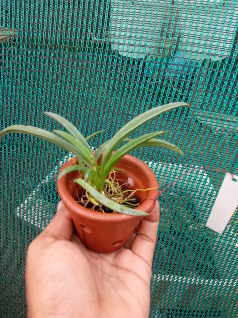 Tolumnia ‘Jairak Flyer Tuffer Fish’ – Rare Mini Orchid Plant | OrchidZone