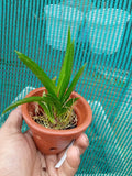 Tolumnia ‘Jairak Firm Crimson’ – Rare Mini Orchid Plant | OrchidZone