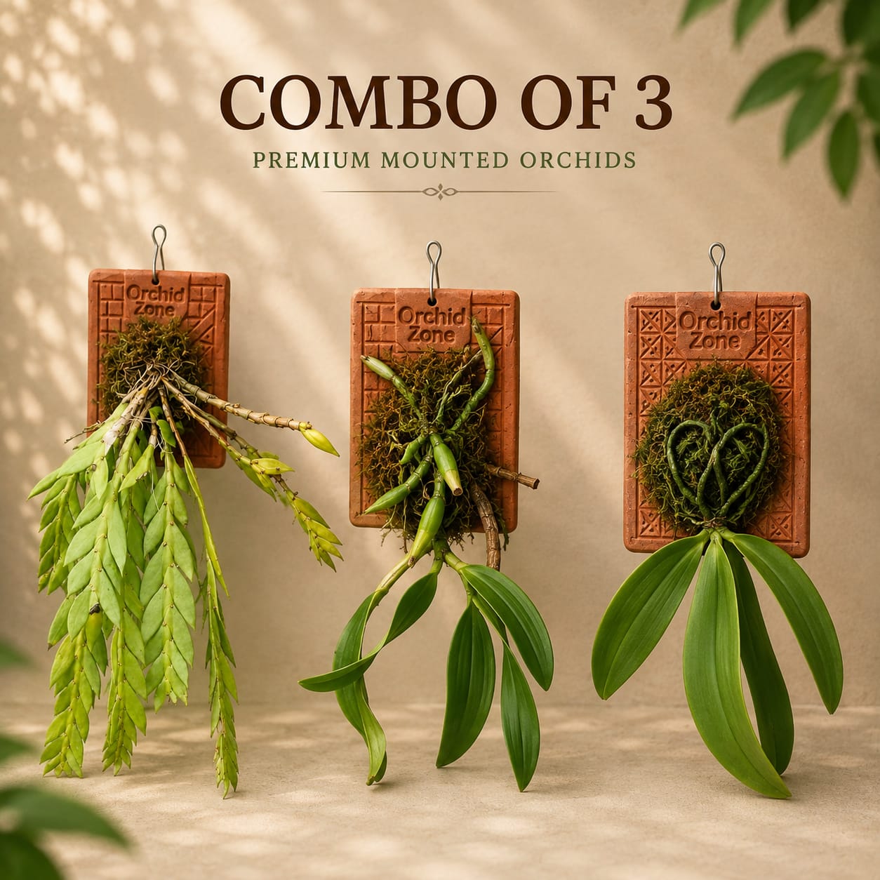 3 Species Orchid Combo – Phalaenopsis mannii, Coelogyne flaccida & Dendrobium anceps | Terracotta Plate Mounted Orchids