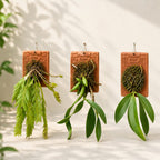 3 Species Orchid Combo – Phalaenopsis mannii, Coelogyne flaccida & Dendrobium anceps | Terracotta Plate Mounted Orchids