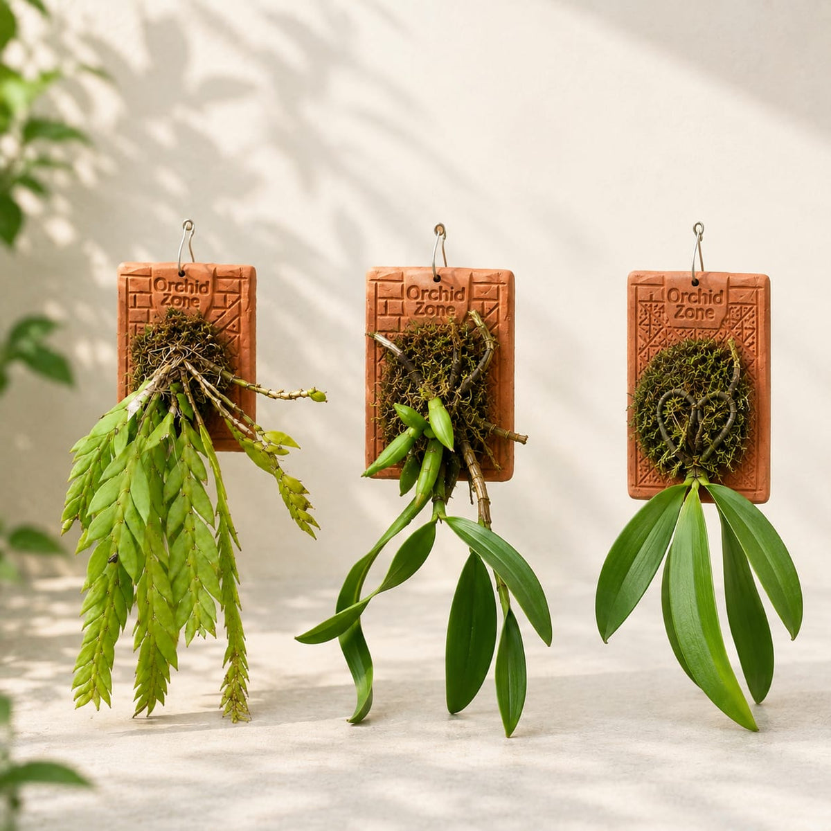 3 Species Orchid Combo – Phalaenopsis mannii, Coelogyne flaccida & Dendrobium anceps | Terracotta Plate Mounted Orchids