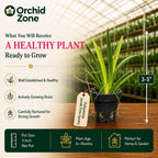 Tolumnia Jairak Firm Spotty Orchid Plant