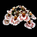 Tolumnia Jairak Firm Spotty Orchid Plant