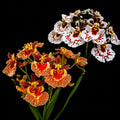 Tolumnia Orchid 2 Plants Combo