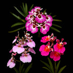 Tolumnia 3 Pink Varieties Combo