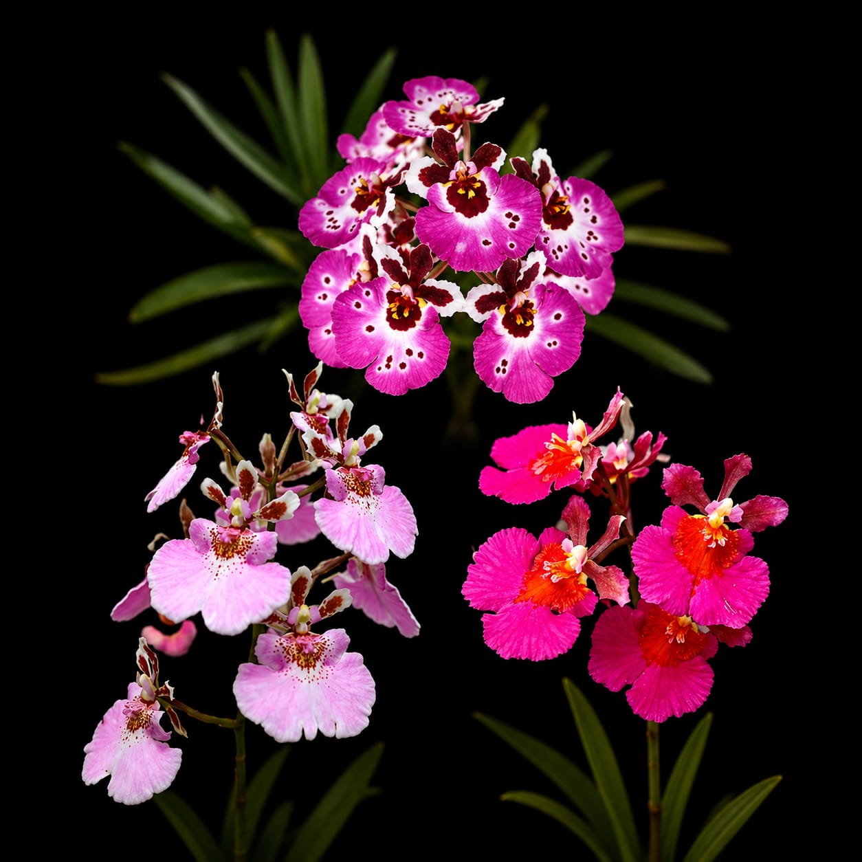 Tolumnia 3 Pink Varieties Combo