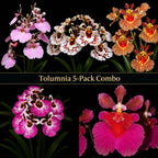 Tolumnia Orchid 5 Plants Combo