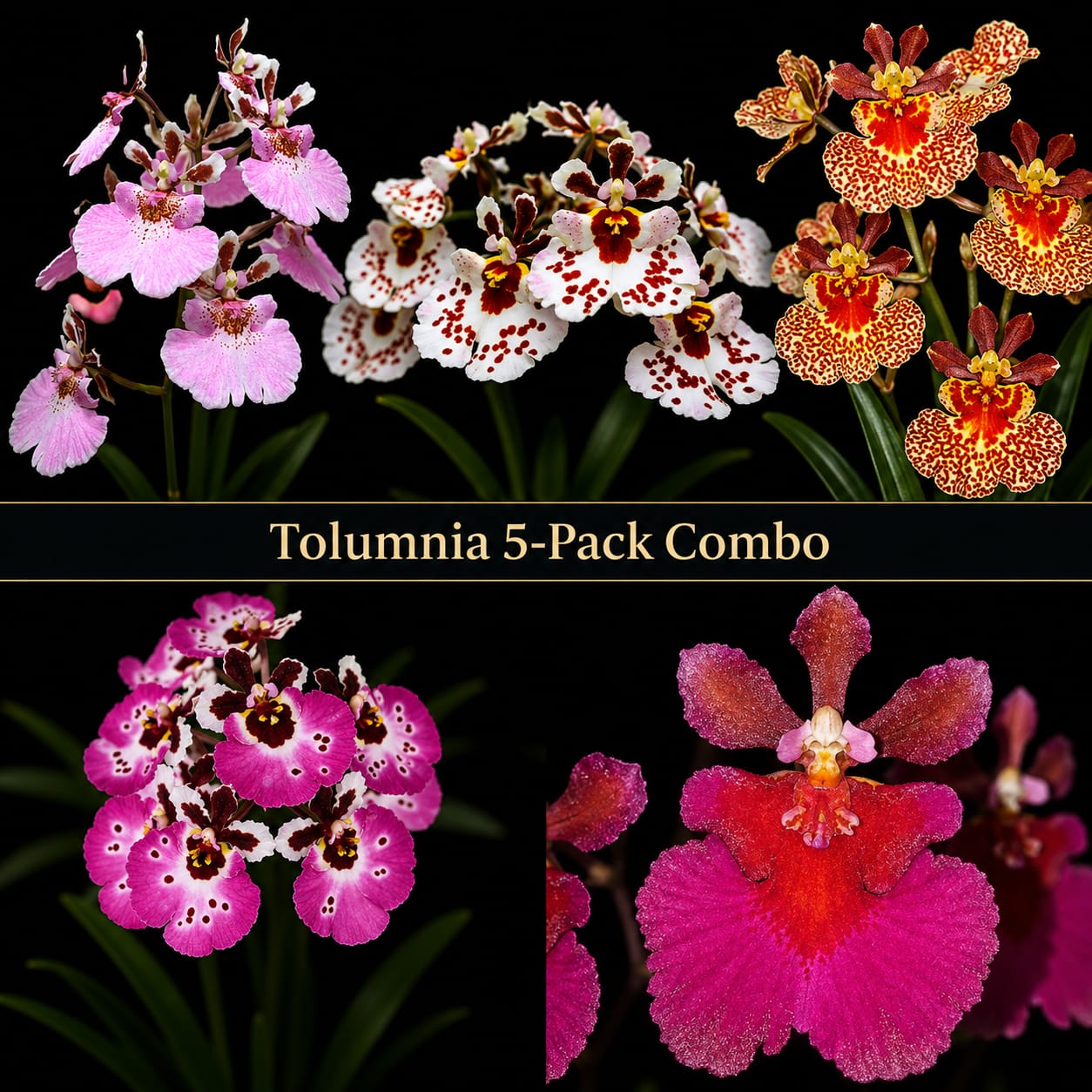 Tolumnia Orchid 5 Plants Combo