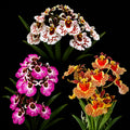 Tolumnia Combo of 3 Plants