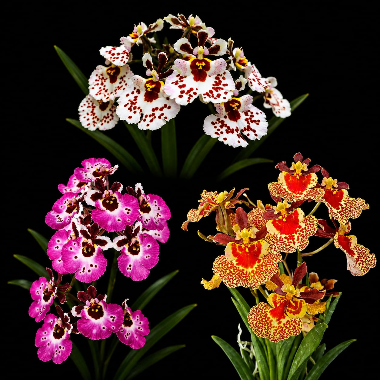 Tolumnia Combo of 3 Plants