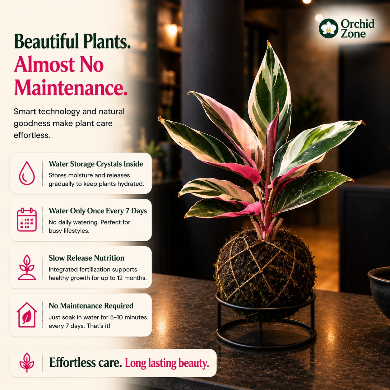 Kokedama Calathea Triostar Indoor Plant,