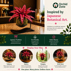 Kokedama Cryptanthus Red Plant