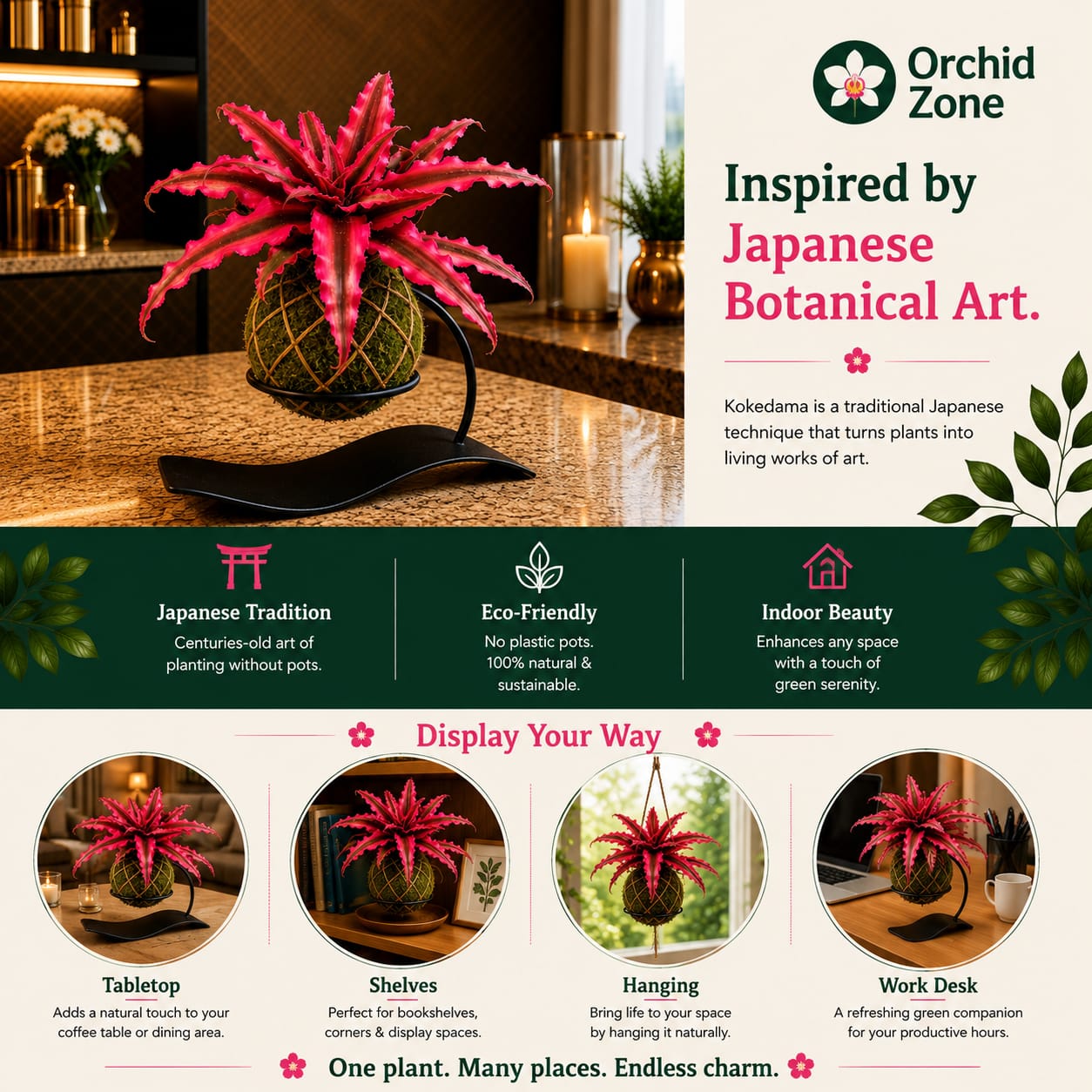 Kokedama Cryptanthus Red Plant