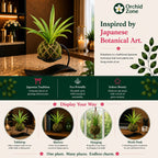 Kokedama Sansevieria Lilliput Plant