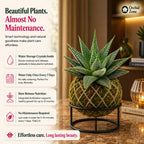 Kokedama Haworthia Spider Plant