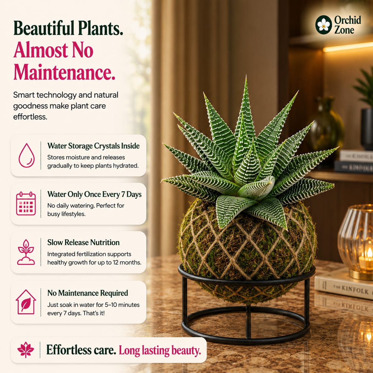 Kokedama Haworthia Spider Plant