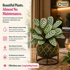 Kokedama Calathea Burle Marx Plant