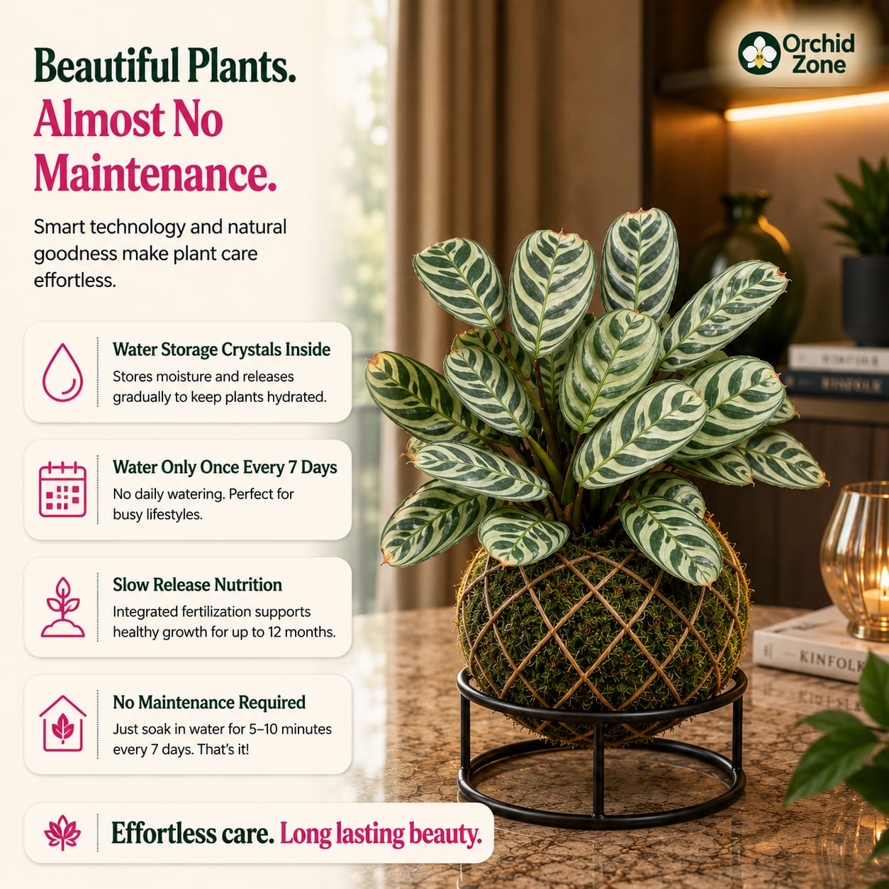 Kokedama Calathea Burle Marx Plant