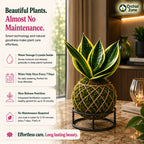 Kokedama Sansevieria Margarita Plant