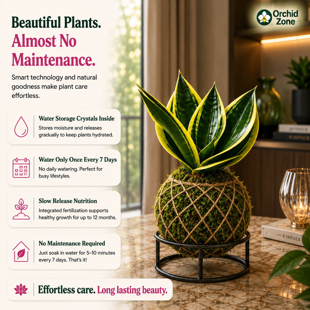 Kokedama Sansevieria Margarita Plant