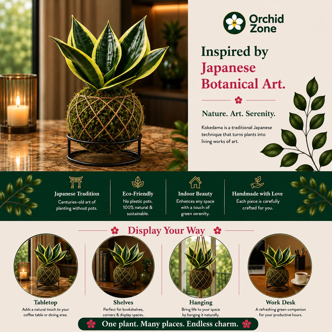 Kokedama Sansevieria Margarita Plant