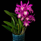 Catteliya Taiwan Memaird  Medium Orchid Plant -With Orchid Pot
