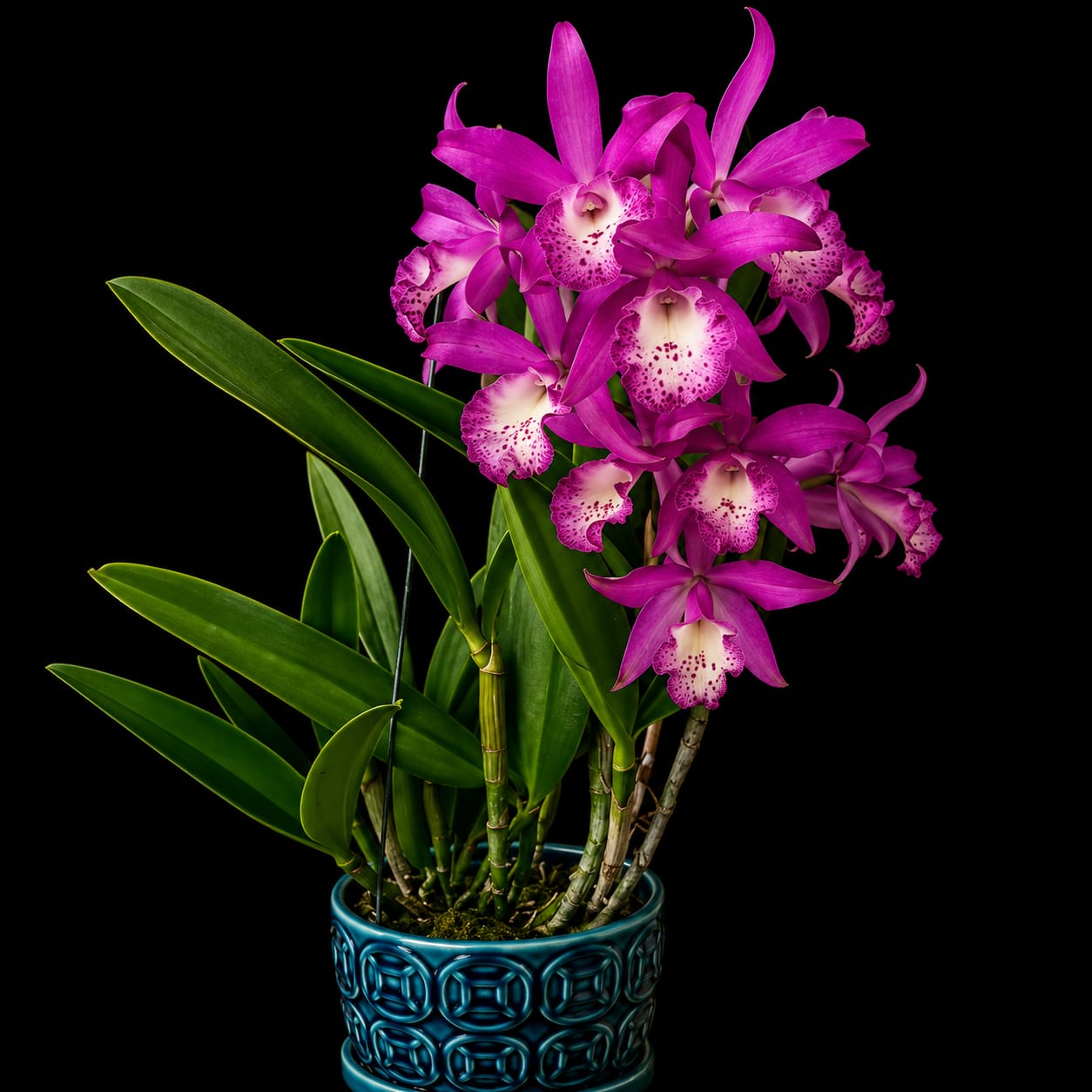 Catteliya Taiwan Memaird  Medium Orchid Plant -With Orchid Pot