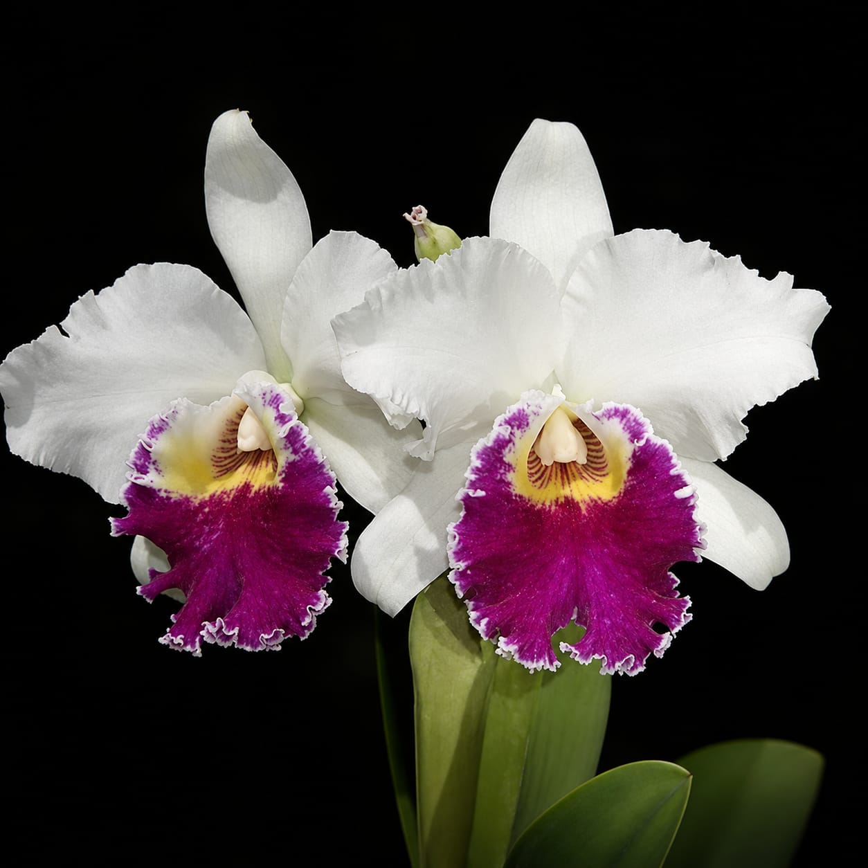 Catteliya Chian Tzy Lass Hossai Medium Orchid Plant -With Terracota Pot