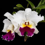 Catteliya Chian Tzy Lass Hossai Medium Orchid Plant -With Terracota Pot