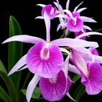 Catteliya B.C Mung Putman Bc Morning Glory Xeimter  Medium Size Orchid Plant