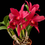 Cattleya Cherry Susice Medium Size Orchid Plant  With Terracota Pot