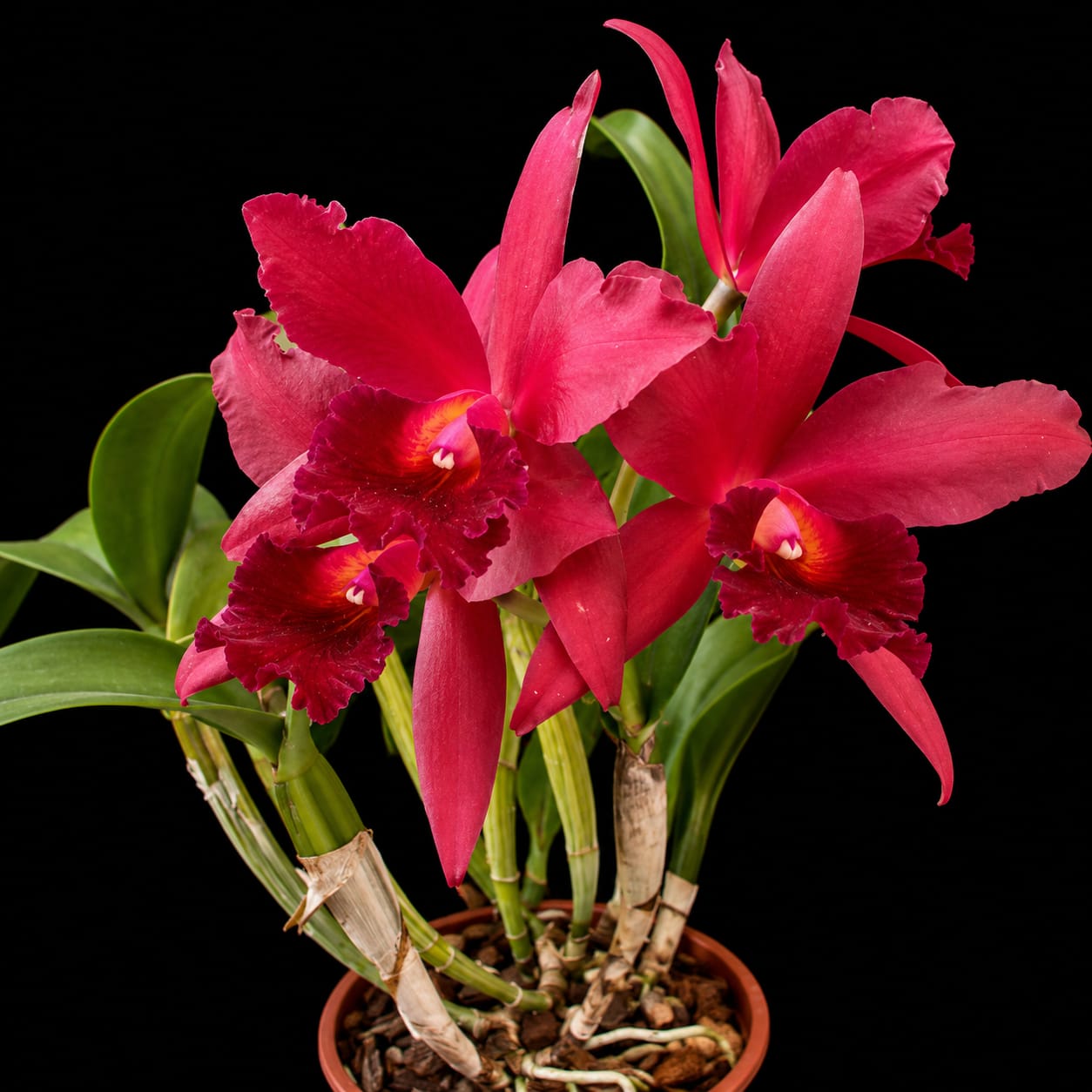 Cattleya Cherry Susice Medium Size Orchid Plant  With Terracota Pot