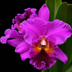 Cattleya Tegh x Rose Whisper Medium Size Orchid Plant  With Terracota Pot