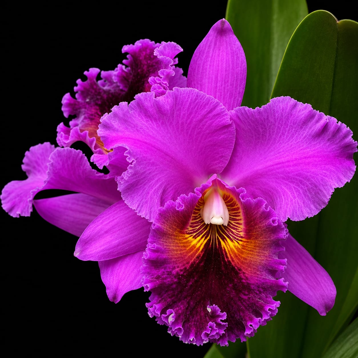 Cattleya Tegh x Rose Whisper Medium Size Orchid Plant  With Terracota Pot