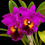 Cattleya Tegh x Rose Whisper Medium Size Orchid Plant  With Terracota Pot