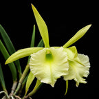 Cattleya Jiminey Cricket Medium Size Orchid Plant With Terracota Pot