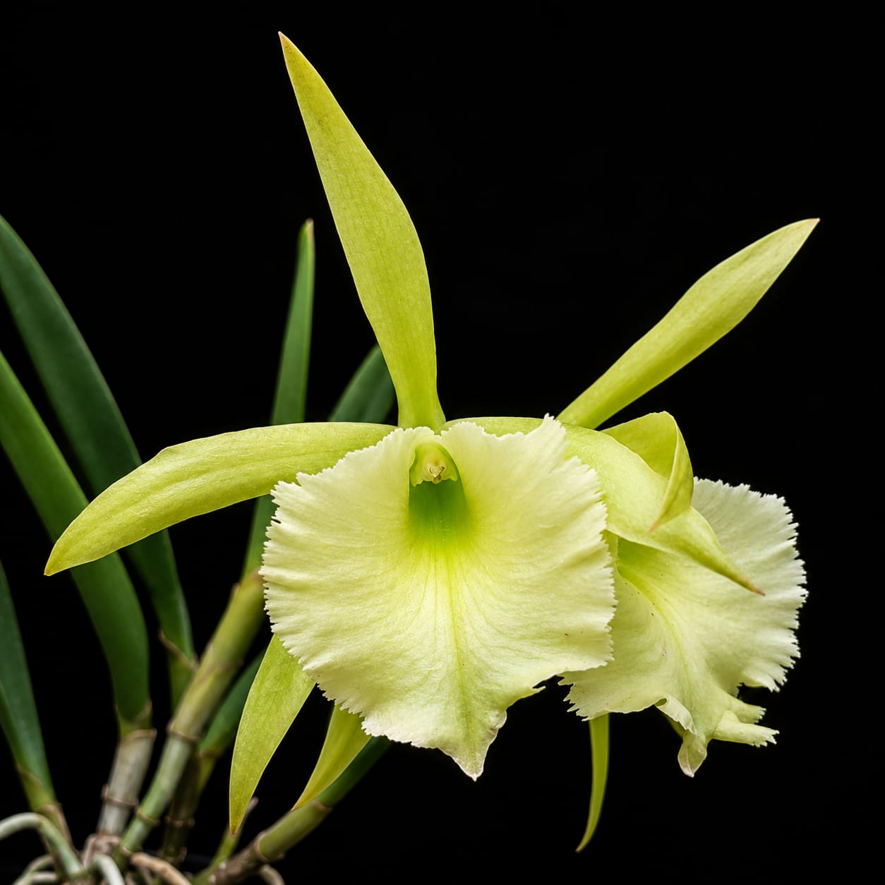 Cattleya Jiminey Cricket Medium Size Orchid Plant With Terracota Pot
