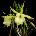 Cattleya Jiminey Cricket Medium Size Orchid Plant With Terracota Pot