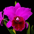 Catteliya Blc Joao Antonio Nicole "Velvet" Medium Size Orchid Plant With Terracota Pot