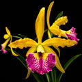 Catteliya River Kwai Charming Medium Orchid Plant With Terracota Pot