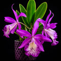 Catteliya Taiwan Memaird  Medium Orchid Plant -With Orchid Pot