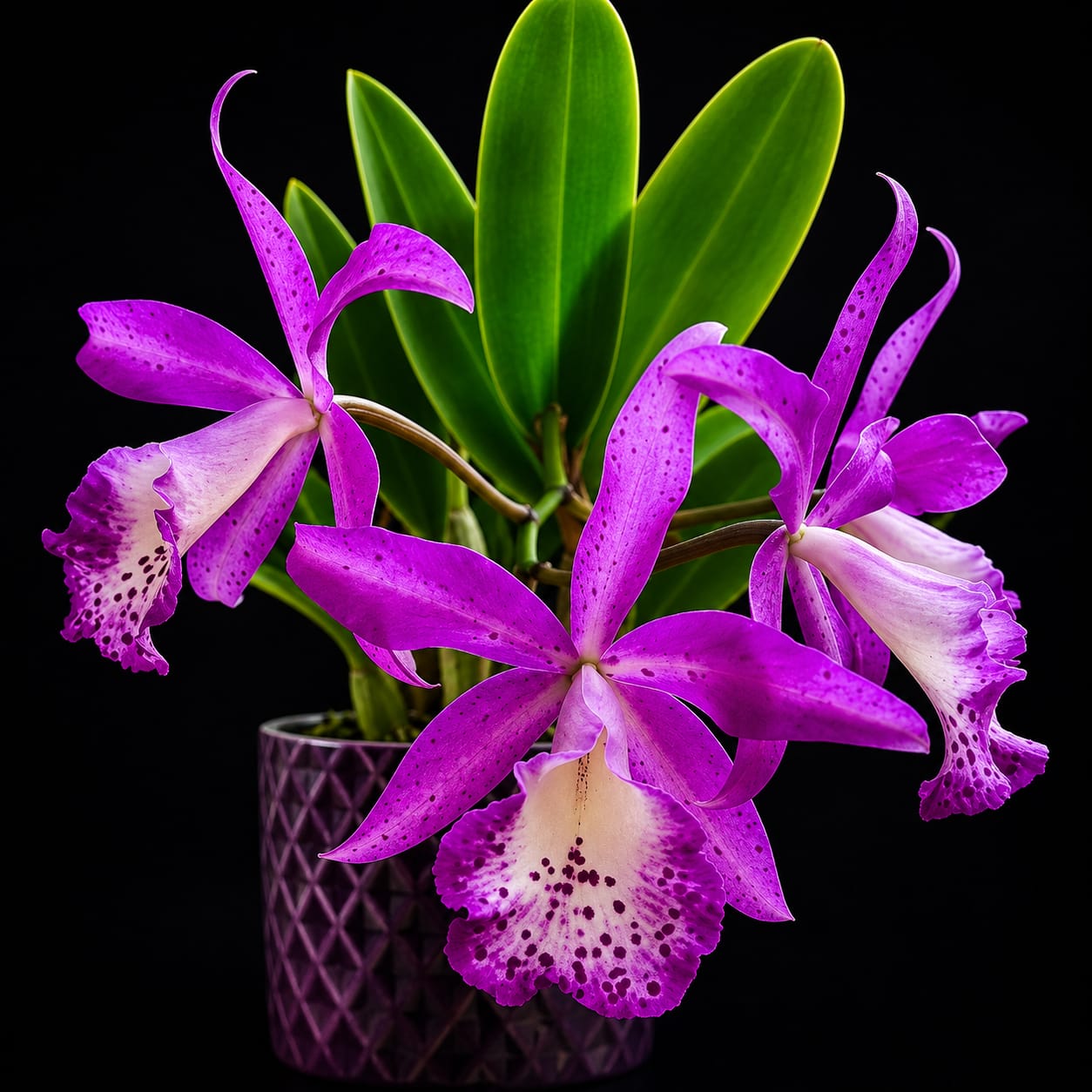 Catteliya Taiwan Memaird  Medium Orchid Plant -With Orchid Pot