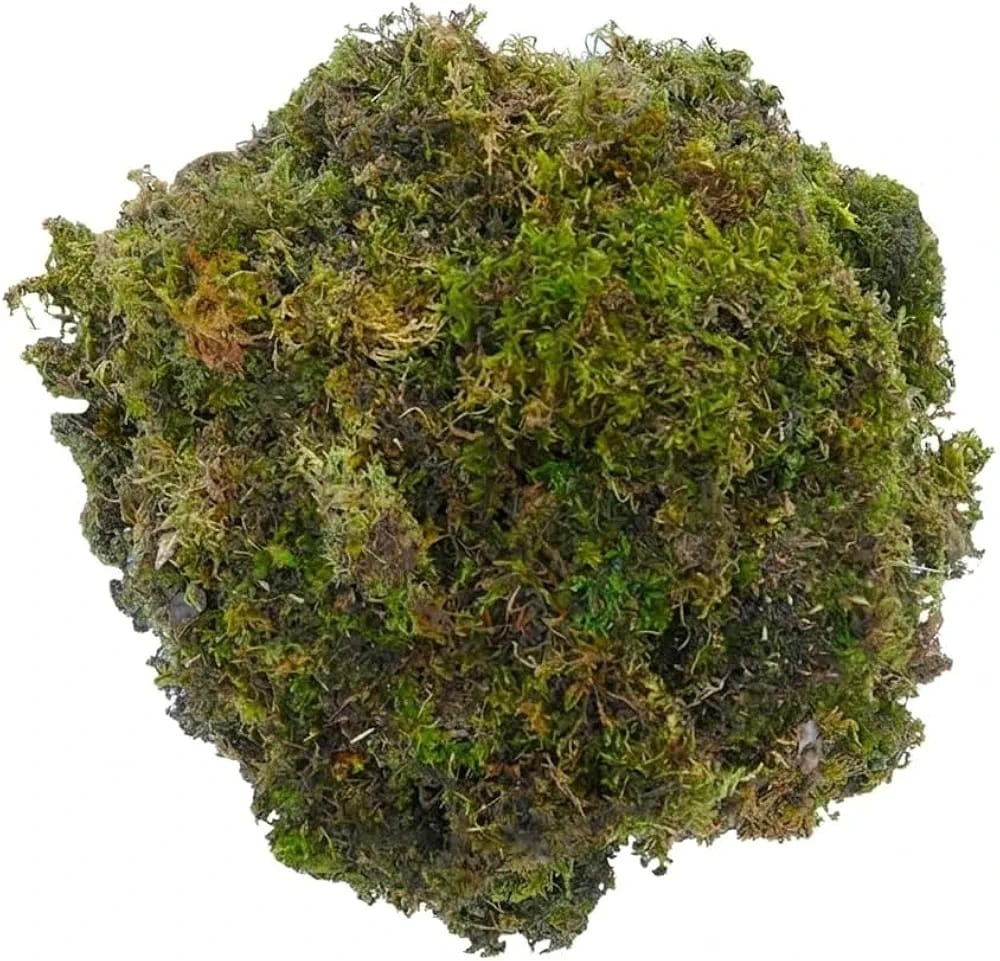 Premium Sphagnum Moss for Orchids &amp; Indoor Plants