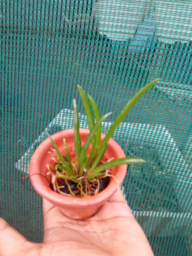Tolumnia ‘Sairak Rainbow Hot Pink’ – Rare Mini Orchid Plant | OrchidZone