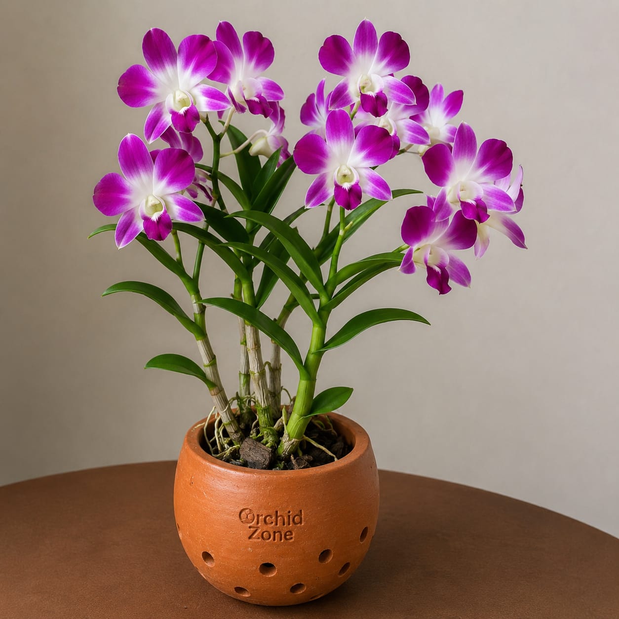 Dendrobium Sonia purple