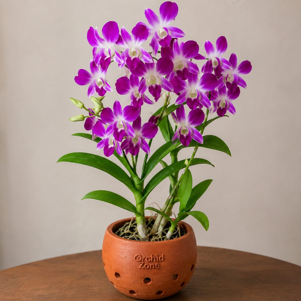 Dendrobium Sonia purple
