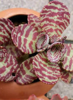 Kalanchoe Humilis  Indoor Succulent Plant
