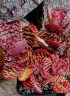 Kalanchoe Humilis  Indoor Succulent Plant