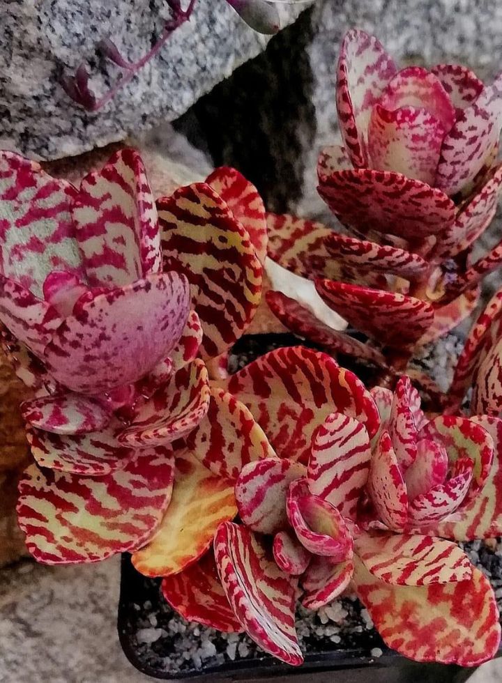 Kalanchoe Humilis  Indoor Succulent Plant